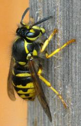 Wasp!